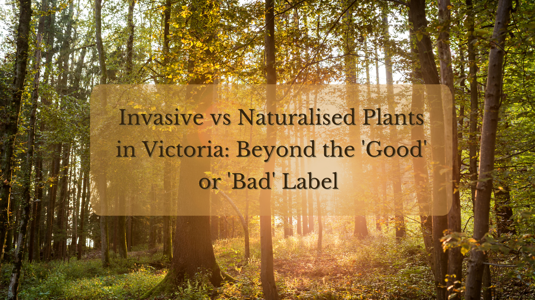 Invasive Plants – Are They Really 'Bad'?  Understanding Their Role in Ecosystems