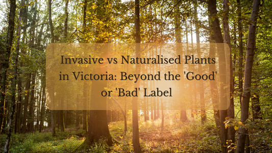 Invasive Plants – Are They Really 'Bad'?  Understanding Their Role in Ecosystems